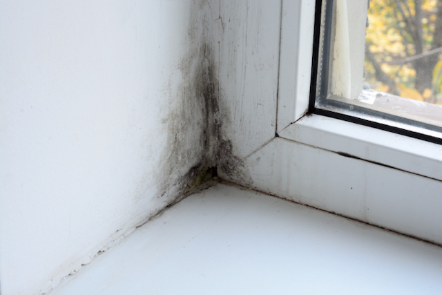 A mouldy wall and window frame