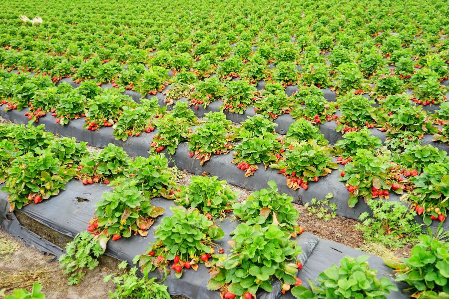 A modern strawberry farm (library image)