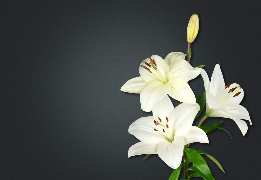 White lilies on a black background